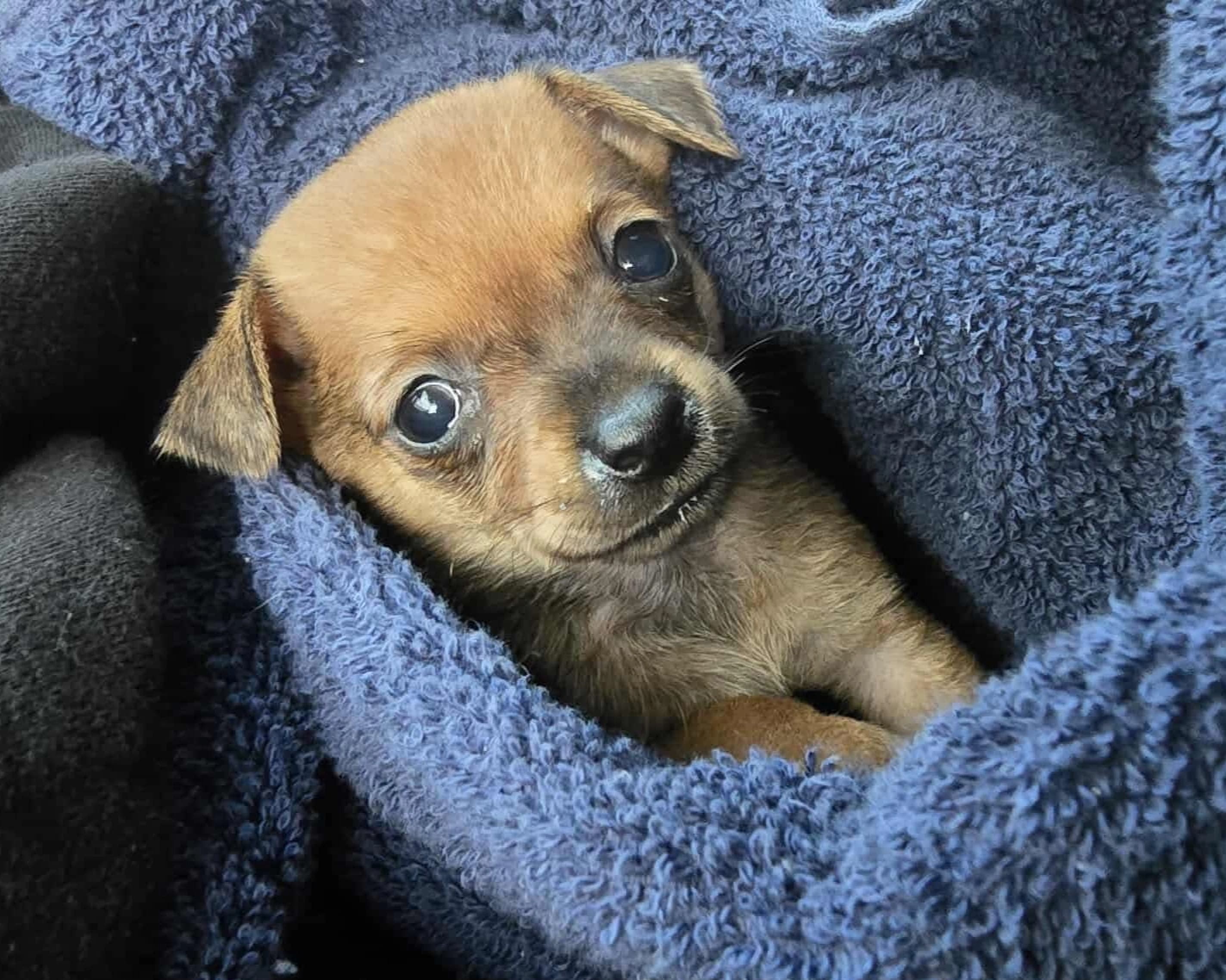 Rescue Dogs Available for Adoption